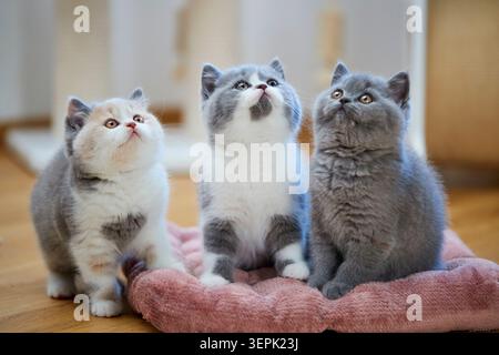 Shorthair britannico. Tre gattini su un letto per animali domestici. Germania Foto Stock