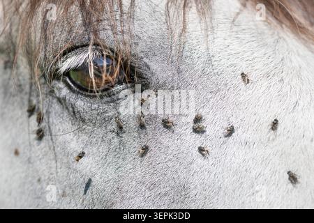 Lusitano. Vola intorno all'occhio di un cavallo grigio. Germania Foto Stock