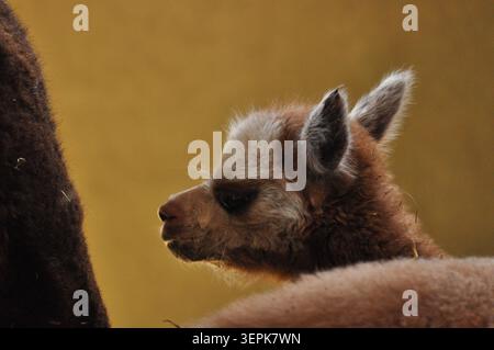 Un piccolo alpaca è annidato accanto alla madre in un caldo ambiente interno. Il giovane animale ha una pelliccia morbida con sfumature marrone chiaro e bianche Foto Stock
