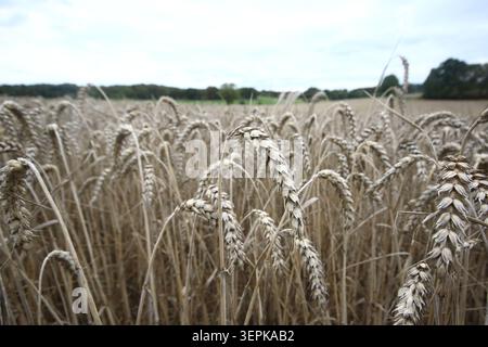 Vista grandangolare di un vasto campo di grano dorato maturo pronto per la raccolta sotto un cielo nuvoloso in Baviera Foto Stock