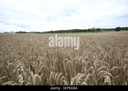 Vista grandangolare di un vasto campo di grano dorato maturo pronto per la raccolta sotto un cielo nuvoloso in Baviera Foto Stock