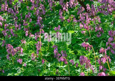 Fiori rosa di inizio estate di cuore sanguinante comune, Dicentra formosa cresce nel giardino britannico maggio Foto Stock