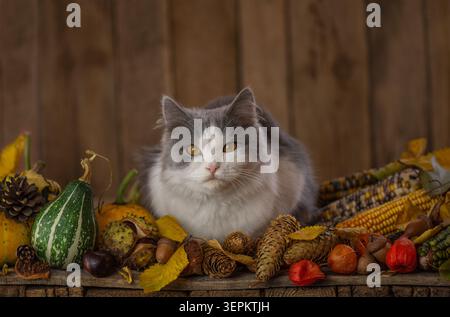 Ritratto di gatto con zucche e fiori in un ambiente rustico autunnale. Il soffice gatto domestico riposa tranquillamente tra le verdure autunnali e le palestre viola in fiore Foto Stock