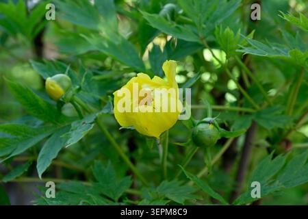 Fiori gialli all'inizio dell'estate e fogliame decorativo di Tree Peony Paeonia lutea var ludlowii che cresce nel giardino britannico maggio Foto Stock