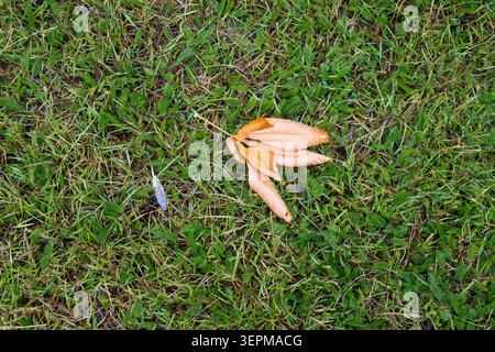 Foglie autunnali cadute e una piuma singola su sfondo erba verde Foto Stock
