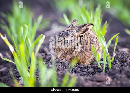 Adorabile giovane coniglio selvatico seduto in un terreno scuro circondato da freschi germogli di erba verde. Ritratto ravvicinato di un coniglietto marrone carino con grandi orecchie in un spr Foto Stock