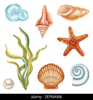 Collezione di illustrazioni ad acquerello di elementi marini, tra cui vari conchiglie, perle in una conchiglia, stelle marine, alghe marine. Bambini, marine e viaggi Foto Stock