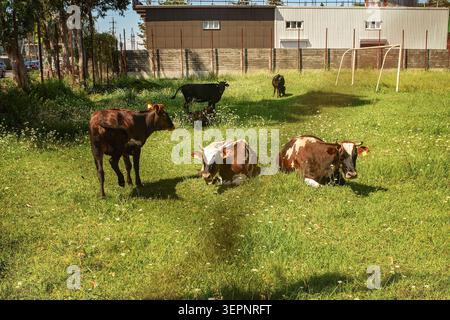 Mandria di mucche domestiche con cartelli auricolari gialli che riposano e pascolano su un campo di erba verde vicino a un vecchio palo da calcio in un'area urbana. Foto Stock