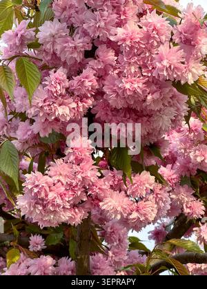 Lussureggianti fiori sakura rosa che fioriscono su un ramo con foglie. Primo piano dei grappoli di ciliegi in fiore di Kanzan con foglie verdi in una luce solare primaverile intensa Foto Stock