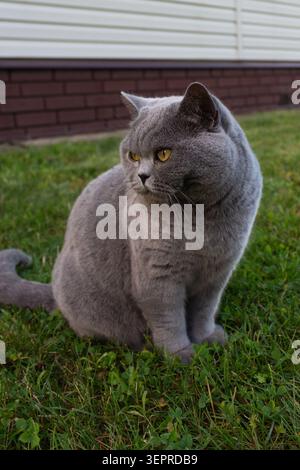 Soffice gatto grigio che esplora il giardino all'aperto. Simpatico animale shorthair con occhi arancioni accesi su erba verde Foto Stock