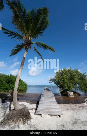 Un molo di legno si estende nelle acque turchesi poco profonde del Mar dei Caraibi a Xcalak, Messico. Una palma pendente incornicia questo tranquillo beaco tropicale Foto Stock