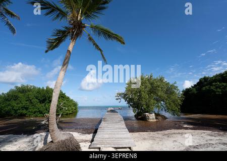 Un molo di legno si estende nelle acque turchesi poco profonde del Mar dei Caraibi a Xcalak, Messico. Una palma pendente incornicia questo tranquillo beaco tropicale Foto Stock