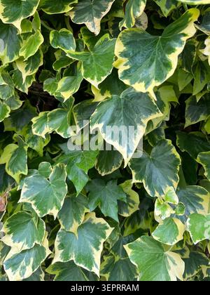 Un denso gruppo di foglie d'edera variegate con vivaci centri verdi e bordi gialli cremosi, creando un sorprendente motivo naturale. Foto Stock
