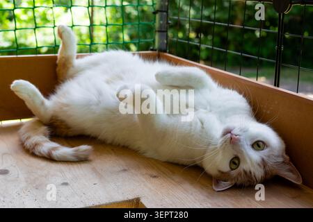 Soffice gatto bianco che sdraiato su una cassa esterna in legno, addormentarsi in una postura rilassata, godendosi l'aria fresca all'interno di una recinzione sicura a rete su un soleggiato d Foto Stock
