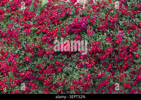Cornice completa di bellissime rose rosse che sbocciano su un cespuglio verde in un giardino Foto Stock