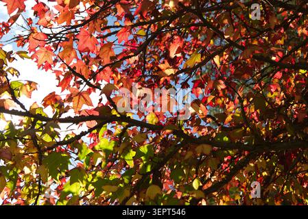 Foglie di alberi autunnali vivaci illuminate dalla luce naturale dell'ora dorata del sole. Sfumature di rosso rame e verde lime che brillano dal sole retroilluminato. Foto Stock