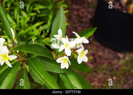 Le bellissime piante Plumeria che crescono in tessuto crescono vasi. Foto Stock