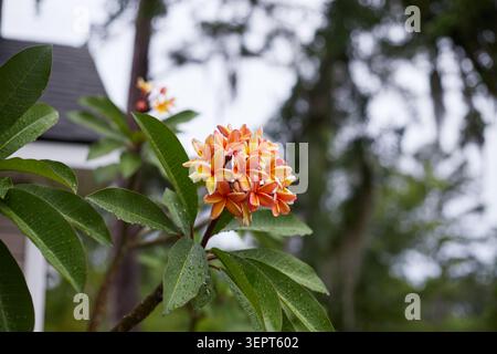 Le bellissime piante Plumeria che crescono in tessuto crescono vasi. Foto Stock