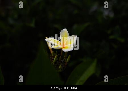 Le bellissime piante Plumeria che crescono in tessuto crescono vasi. Foto Stock