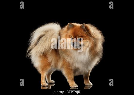 Soffice e simpatico cane Spitz rosso Pomerania isolato su sfondo nero nella vista frontale Foto Stock