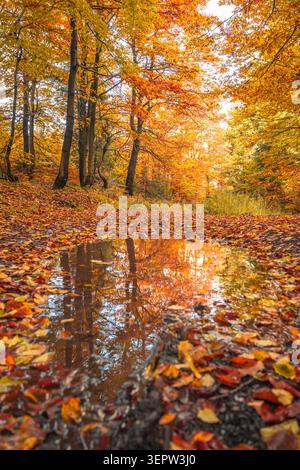 Una tranquilla strada di campagna si snoda attraverso una foresta autunnale piena di colori vivaci. Le foglie cadute coprono il terreno, riflettendo in una pozza sotto la calda luce del sole della stagione. Foto Stock