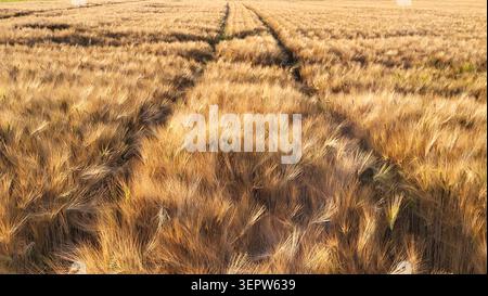 Golden Wheat Field con cingoli per trattori che portano all'Horizon in Svizzera Foto Stock