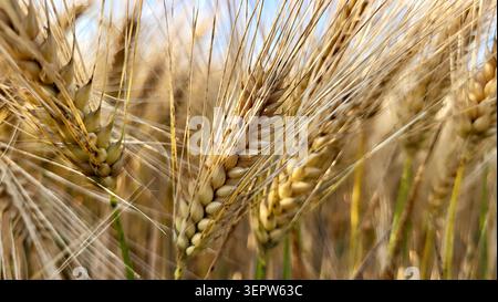 Gambi di grano maturo dorato in un campo di grano svizzero alla stagione del raccolto Foto Stock