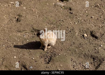 Una piccola lepre marrone su terreno grigio, una lepre selvatica si trova vicino a dossi e buche nel terreno aperto Foto Stock