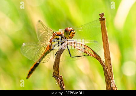 Dragonfly seduto su una lama asciutta di erba sotto il sole su un prato Foto Stock