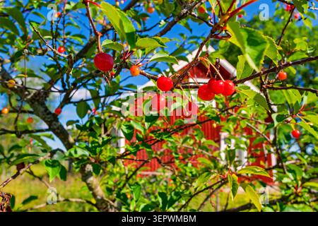 Ramificati con ciliegie rosse in un giardino vicino a un cottage in una soleggiata giornata estiva Foto Stock