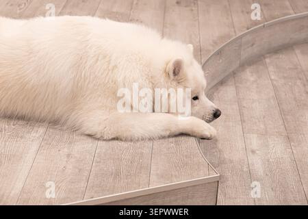Samoyede riposa tranquillamente accanto alla parete interna curva del Samoyed Cafe moffu ad Harajuku, Tokyo, Giappone. Foto Stock