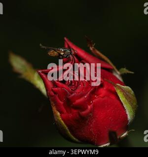 Un impressionante macro che cattura una piccola mosca appoggiata sui delicati e vellutati petali di un rosebo rosso intenso, impreziosito da piccole gocce di umidità. Foto Stock