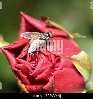Un impressionante macro che cattura una piccola mosca appoggiata sui delicati e vellutati petali di un rosebo rosso intenso, impreziosito da piccole gocce di umidità. Foto Stock