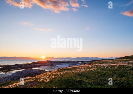 Sole di mezzanotte sul mare a Tranoy, Nordland, Norvegia. Fiori selvatici e rocce costiere in primo piano, profilo di montagna all'orizzonte. Foto Stock