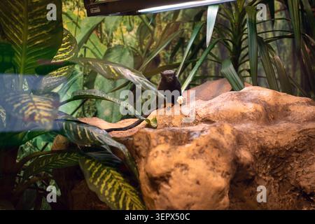 piccolo primate tamarin nero arroccato su una calda sporgenza rocciosa all'interno di un lussureggiante terrario tropicale, che stringe un pezzo di frutta tra variegate foglie verdi a. Foto Stock