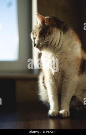 Un gatto carino dorme su un tavolo al tramonto Foto Stock