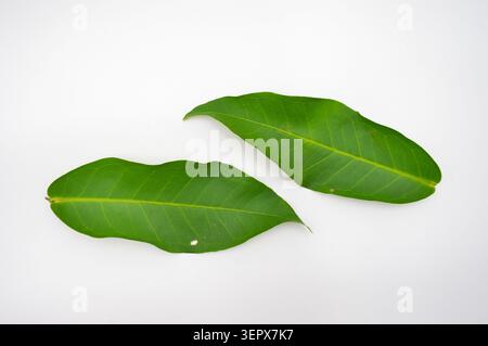 Due lunghe foglie di rosa verde di mela posizionate diagonalmente. Leggermente rivestito su una tela bianca semplice Foto Stock