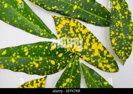 Primo piano dettagliato di foglie di croton sovrapposte con pesanti macchie gialle su sfondo bianco, che formano un mosaico denso e colorato Foto Stock