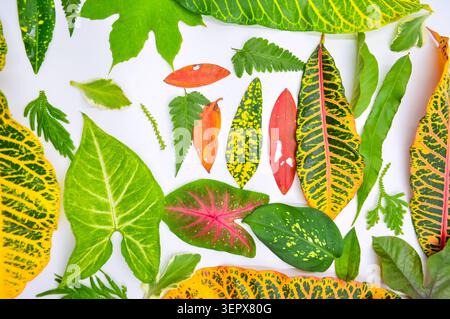 Una vibrante composizione piatta caratterizzata da una varietà di colorate foglie tropicali e foglie testurizzate su sfondo bianco Foto Stock