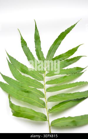 Un'unica foglia verde dettagliata e pinnata caratterizzata da una struttura complessa, presentata su un luminoso sfondo bianco studio Foto Stock