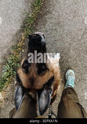 Vista dall'alto di un pastore tedesco che guarda accanto al proprietario durante una passeggiata. Compagnia di animali domestici, lealtà e stile di vita quotidiano. Foto Stock