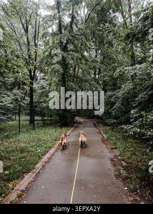 Due cani che camminano al guinzaglio lungo un sentiero boschivo bagnato circondato da una vegetazione rigogliosa. Concetto di stile di vita per animali domestici, esercizio e avventura all'aperto. Foto Stock