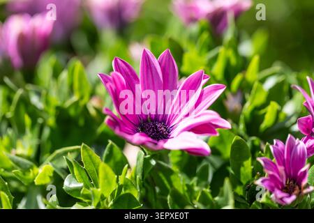 Un primo piano di fiori a margherita Osteospermum in tarda primavera Foto Stock