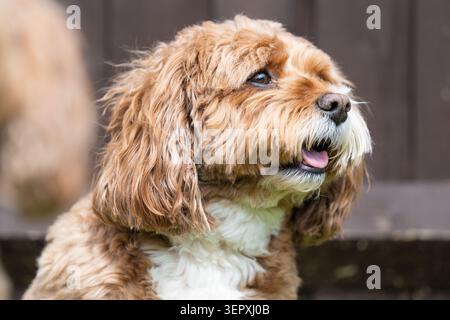 Primo piano Ritratto di un cane Cavapoo felice che guarda al lato esterno Foto Stock