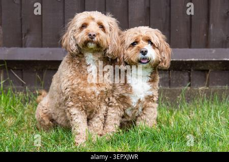 Due cani Brown Cavapoo si siedono insieme sull'erba in un giardino inglese Foto Stock