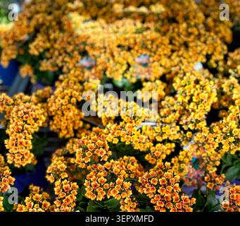 Fiori di Kalanchoe arancioni e gialli in piena fioritura presso il Garden Center di Perth, Australia. Foto Stock