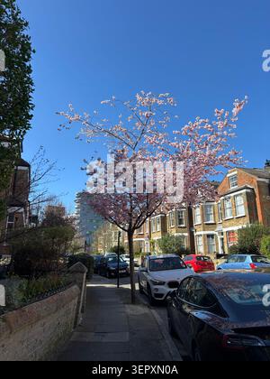 Alberi di ciliegio in fiore lungo una strada residenziale a Hornsey, North London, Inghilterra. Foto Stock