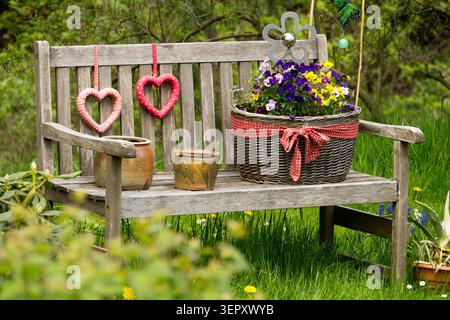 Panca in legno decorata con un cestino di vimini pieno di fiori colorati di Pansy Viola x wittrockiana in un giardino primaverile Foto Stock