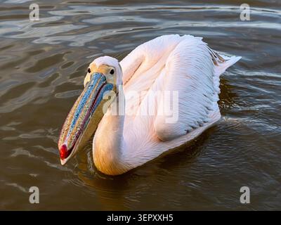 Great White Pelican in breeding plumage, Lake Kerkini, Grecia Foto Stock