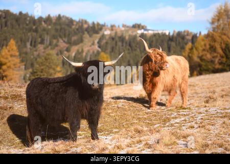 Due bovini delle Highlands in piedi su un pascolo ghiacciato nelle Dolomiti. Paesaggio rurale autunnale con allevamento tradizionale e paesaggi alpini Foto Stock